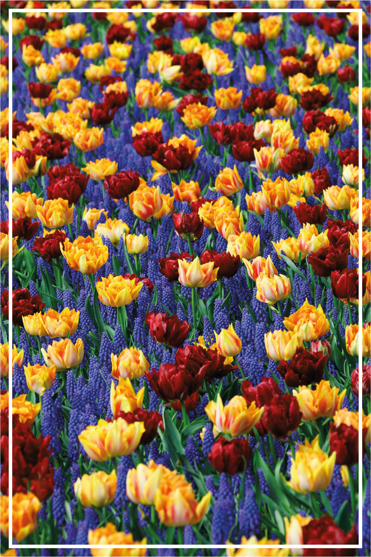 Tapete vinílico flores e plantas design jardim de tulipas - TenStickers
