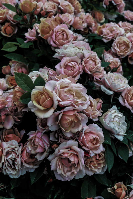 Tapete vinílico flores e plantas elegante arranjo floral - TenStickers