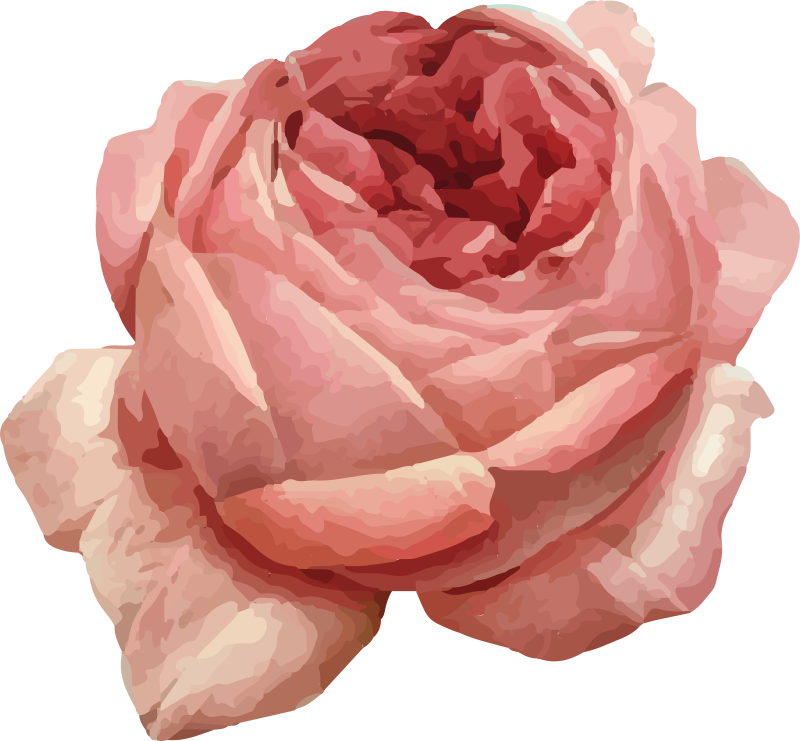 Tapete vinílico flores e plantas flor rosa exuberante - TenStickers