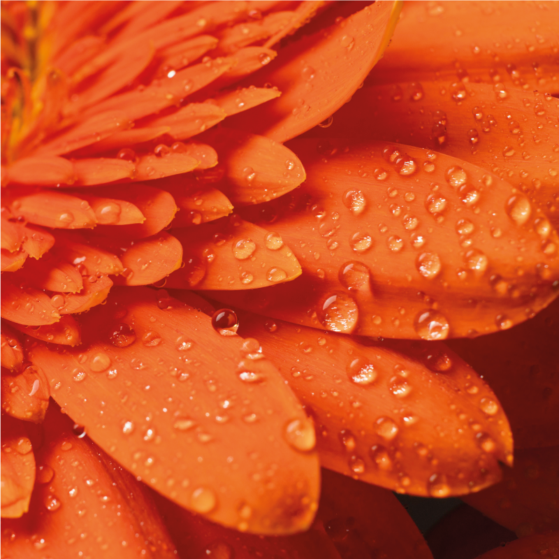 Tapete vinílico flores e plantas pétalas laranja brilhantes - TenStickers