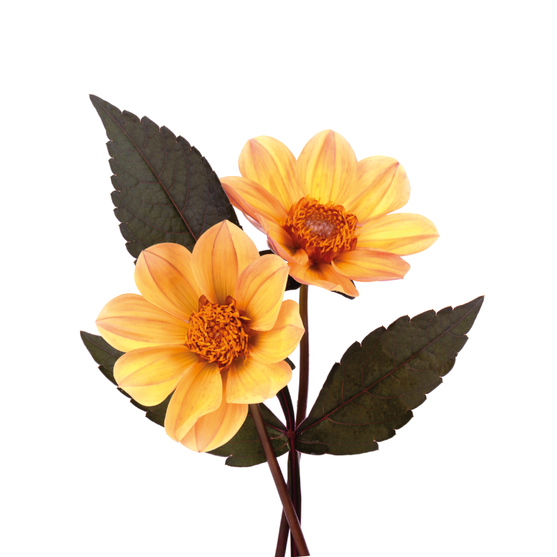 Tapete vinílico flores e plantas composição de flores vivas - TenStickers