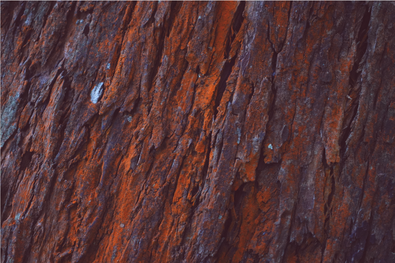 Tapete vinílico madeira casca rústica - TenStickers