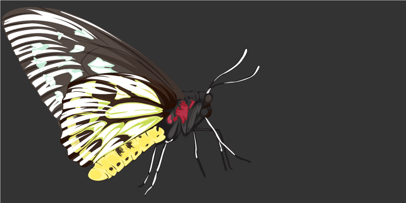 Tapete vinílico natureza imagens de borboletas - TenStickers