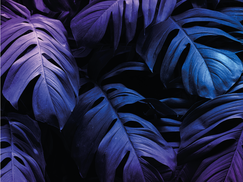 Tapete vinílico flores e plantas design de folhas tropicais - TenStickers