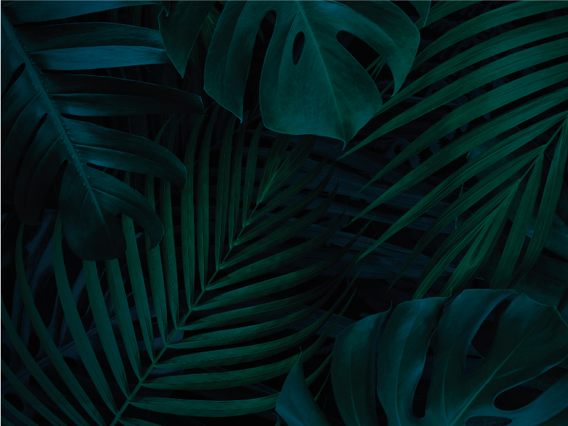 Tapete vinílico de flores e plantas folhagem tropical - TenStickers