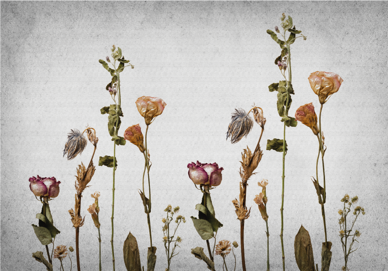 Tapete vinílico flores e plantas imagens botânicas - TenStickers