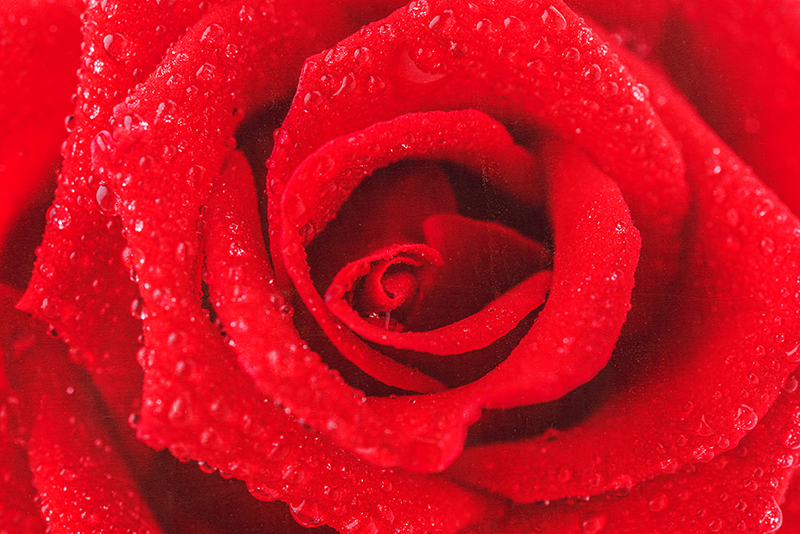 Tapete vinílico vermelho flor rosa - TenStickers